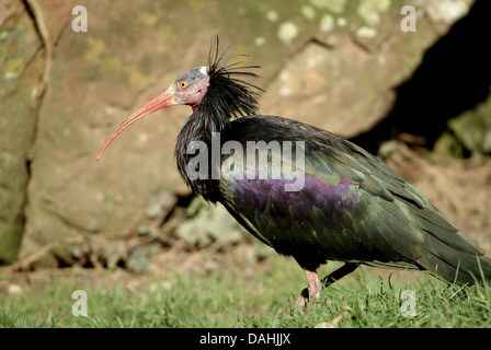 northern bald ibis, geronticus eremita Stock Photo