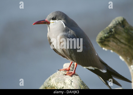 inca tern, larosterna inca Stock Photo