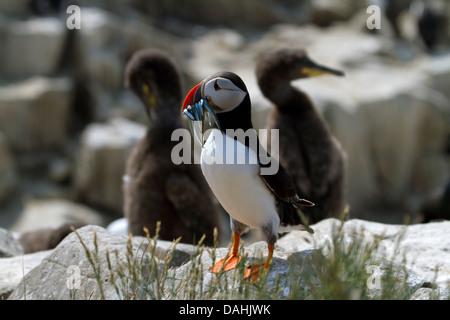 Atlantic puffin with sand eels in its beak Stock Photo