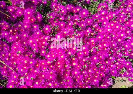 Kingswear, Devon, England. July 9th 2013. A Lampranthus Multiradiatus or its common name of  Roosvygie. Stock Photo