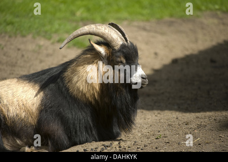 domestic goat, capra aegagrus hircus Stock Photo