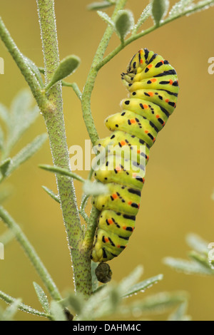 Common yellow swallowtail (Papilio machaon) caterpillar on a twig Stock Photo