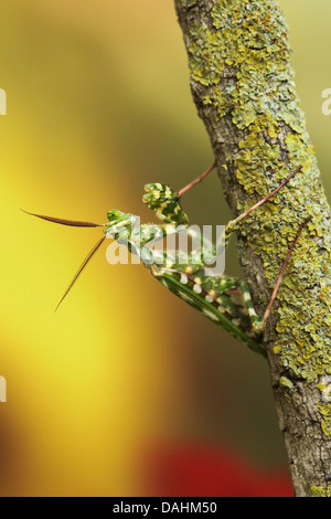 African mantis (Blepharopsis mendica) as seen camouflaged on a twig. Stock Photo