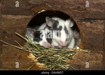 house mouse, mus musculus