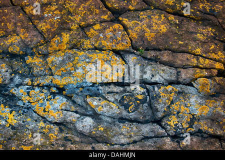Whin Sill rock and Lichen pattern. Northumberland Coastline, England Stock Photo