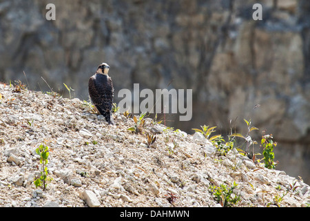 Peregrine Falcon - Falco peregrinus Stock Photo