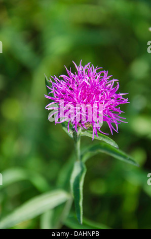 Devil's-bit Scabious (Succisa pratensis) growing on a nature reserve in the Herefordshire UK countryside Stock Photo