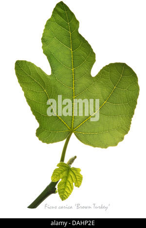 Fig (Ficus carica) 'Brown Turkey' leaves on the white background July England UK Europe Stock Photo