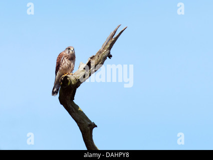 Wild Juvenile Kestrel, Falco tinnunculus perched on branch of oak tree Stock Photo