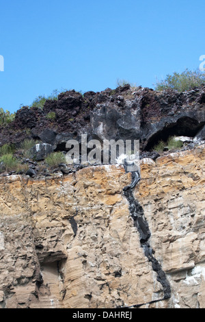 Volcanic dike formed when lava was forced into a crack through the lighter colored older tuff (compacted volcanic ash) formation on Isabela Island Stock Photo