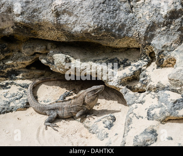 Iguana sunning itself by the rocks on a beach in Cozumel, Mexico. Stock Photo