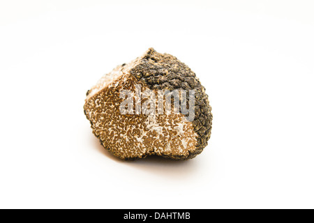 Black Sommer truffle / Tuber aestivum Stock Photo