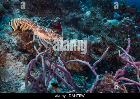 Lobster on the coral reef off the coast of Cozumel Mexico Stock Photo