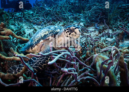 Sea turtle on the ocean floor off coast of Cozumel, Mexico. Stock Photo
