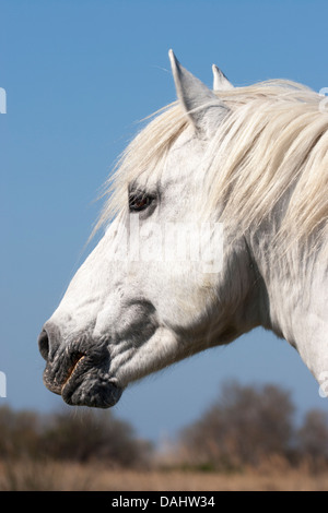 Camargue horse head profile Stock Photo