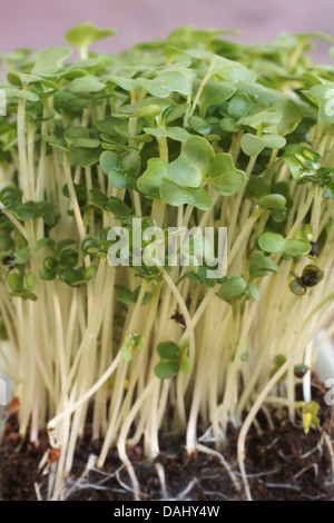 Cress growing in compost Stock Photo