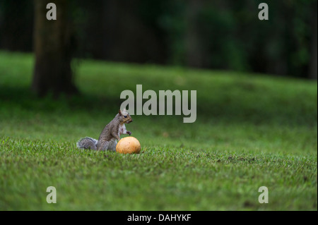 A Squirrel eating a Florida grapefruit after picking it from the tree. Stock Photo