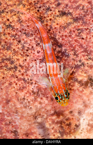 Striped triplefin, Helcogramma striatum, Bunaken Marine Park, North Sulawesi, Indonesia, Pacific Stock Photo