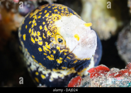 Snowflake moray, Echidna nebulosa, Lembeh Strait, Sulawesi, Indonesia, Pacific Stock Photo