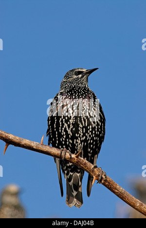 Common Starling,  Sturnus vulgaris on a branch Stock Photo