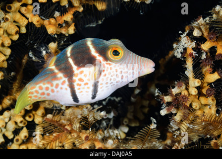 Black-saddled toby, Canthigaster valentini, Lembeh Strait, Sulawesi, Indonesia, Pacific