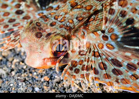 Helmet gurnard, Dactyloptena orientalis, Lembeh Strait, Sulawesi, Indonesia, Pacific Stock Photo