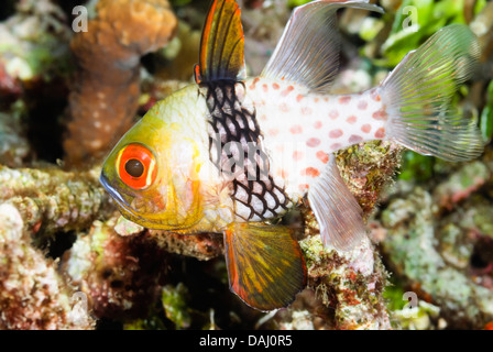 Pyjama cardinalfish, Sphaeramia nematoptera, Lembeh Strait, Sulawesi, Indonesia, Pacific Stock Photo