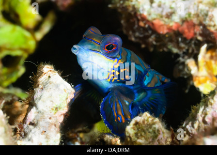 Mandarinfish, Synchiropus splendidus, Lembeh Strait, Sulawesi, Indonesia, Pacific Stock Photo