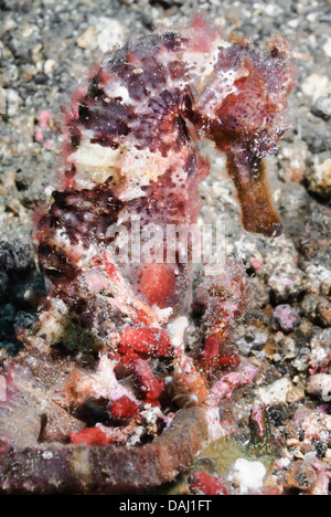 Hedgehog seahorse, Hippocampus spinosissimus, Lembeh Strait, North Sulawesi, Indonesia, Pacific Stock Photo