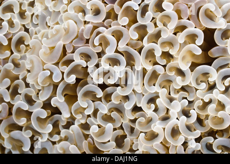 Anchor coral, Fimbriaphyllia ancora, Lembeh Strait, Sulawesi, Indonesia, Pacific Stock Photo