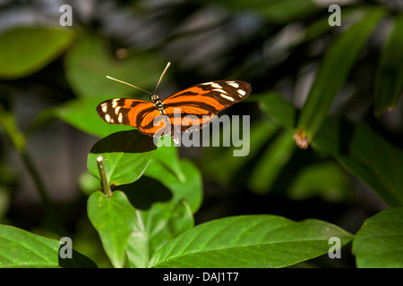 Vivid orange, cream and black Tiger Longwing (Heliconius ismenius) butterfly on leaf. Stock Photo