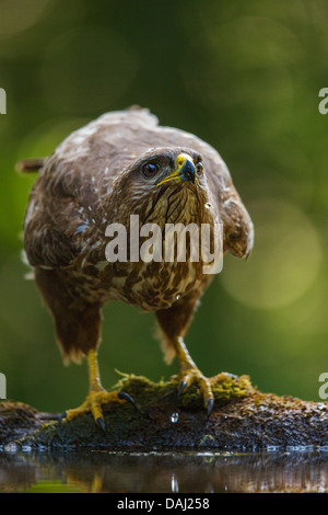 Close-up of a wild Common buzzard (buteo buteo) drinking at a forest pool, soft focus dark green background Stock Photo