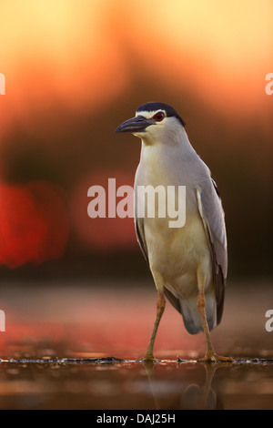 A wild adult black-crowned night heron (Nycticorax nycticorax) in pre-dawn red light Stock Photo
