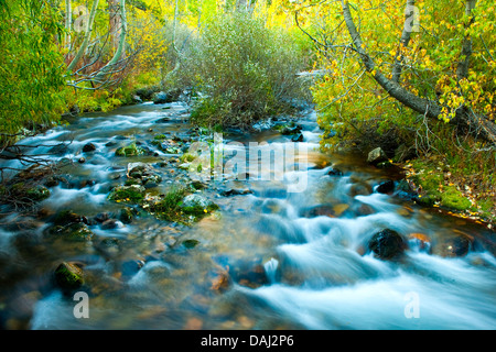 Sierra Mountain Stream in the Autumn Stock Photo
