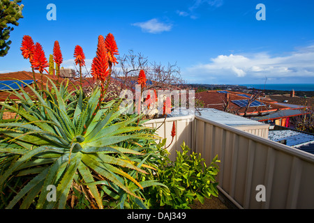 suburban houses cactus plants garden urban suburbs roof tops roofs back yard  Port Stanvac desalination plant red hot fiery poke Stock Photo