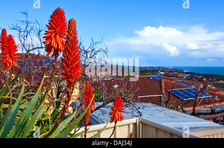 suburban houses cactus plants front garden urban suburbs red hot fiery pokers flowers road street setting Hallett Cove Stock Photo