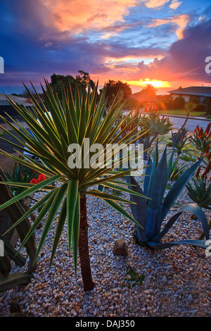 sunset suburban houses cactus plants front garden urban suburbs red hot fiery pokers flowers road street setting Hallett Cove Stock Photo