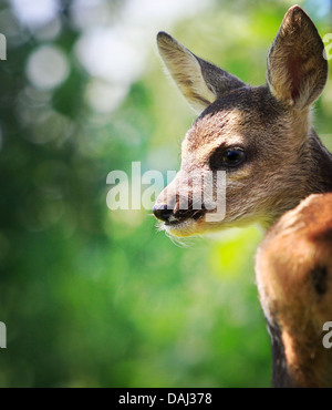 Roe Deer (Capreolus capreolus) Stock Photo