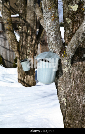 Tapping maple syrup from a tree into a bucket and winters snow in Weston, Vermont, USA, US sugaring vertical farming vintage snow winter scenes Stock Photo