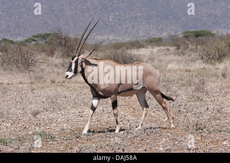 beisa oryx (Oryx beisa) adult walking in open savanna, Samburu, Kenya, East Africa Stock Photo