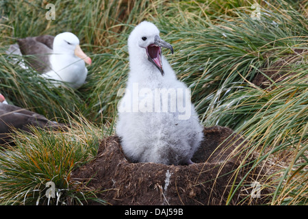 Black-browed Albatross (Thalassarche melanophrys) chick calling in nest, Falkland Islands Stock Photo