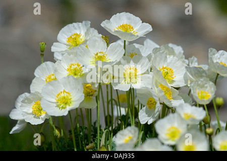 Alpine poppy (Papaver alpinum subsp. sendtneri, Papaver sendtneri), blooming, Switzerland, Schynige Platte Stock Photo