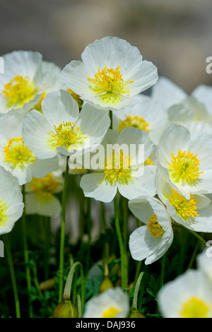 Alpine poppy (Papaver alpinum subsp. sendtneri, Papaver sendtneri), blooming, Switzerland, Schynige Platte Stock Photo