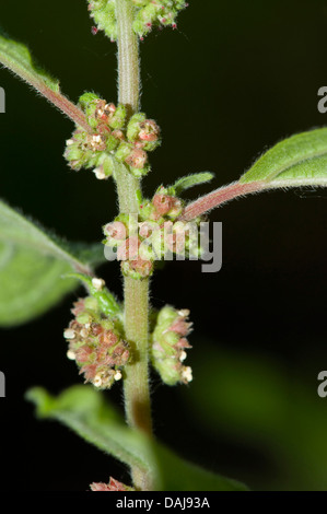 pellitory of the wall (Parietaria officinalis, Parietaria erecta), inflorescence, Germany Stock Photo