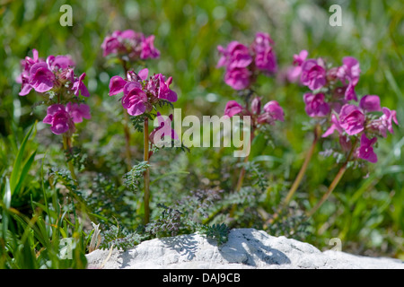 Long-Nosed Lousewort (Pedicularis rostratocapitata), blooming, Austria Stock Photo