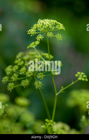 garden parsley (Petroselinum crispum), in a garden Stock Photo
