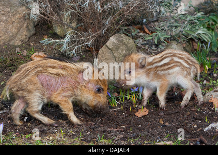 wild boar, pig, wild boar (Sus scrofa), gentle young animals playing and rooting in the garden, one shote with scabies, Germany Stock Photo