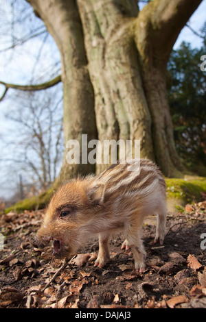 wild boar, pig, wild boar (Sus scrofa), shote standing in front of an old tree and squeaking, Germany Stock Photo