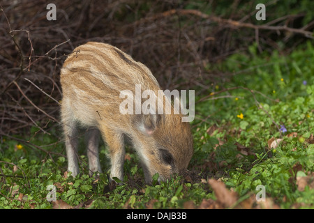 The wild boar roots in the ground in the woods Stock Photo - Alamy
