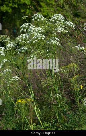 Broad-Leaved Spignel (Peucedanum cervaria), blooming, Germany, BG Ffm Stock Photo